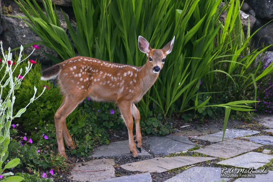 A white tail deer fawn emerges from the landscape garden
