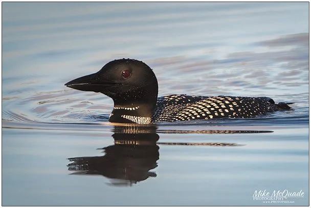 Morning Loon