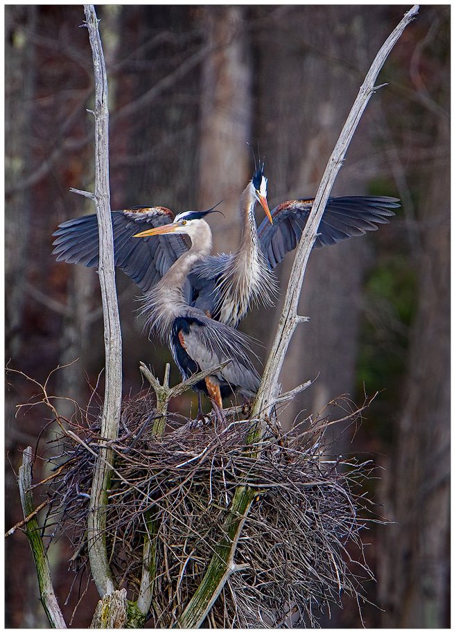 Entering the Nest - Color
