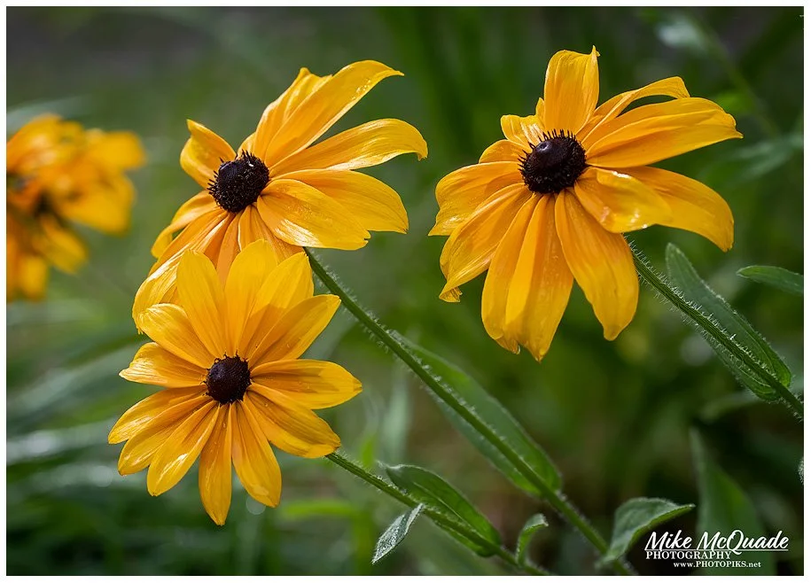 Rudbeckia in Rain
220712-5633
