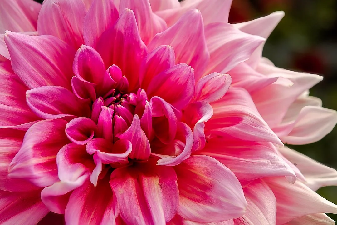GIANT-PINK-DAHLIA.jpg (Copy)