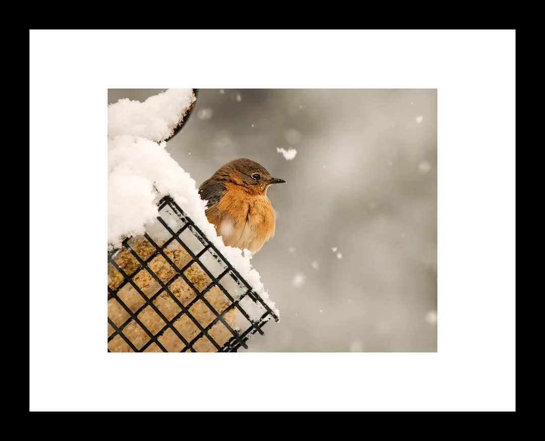 BLUEBIRD CONTEMPLATIONS [10X8 IN 11X14 FRAMED].jpg