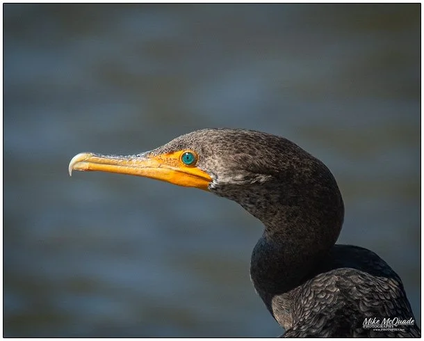 0226-Cormorant Eye-shot