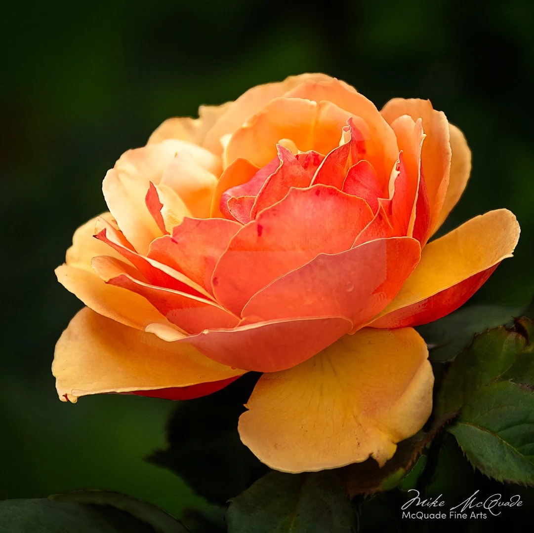 Salmon Colored Rose
220726-7996