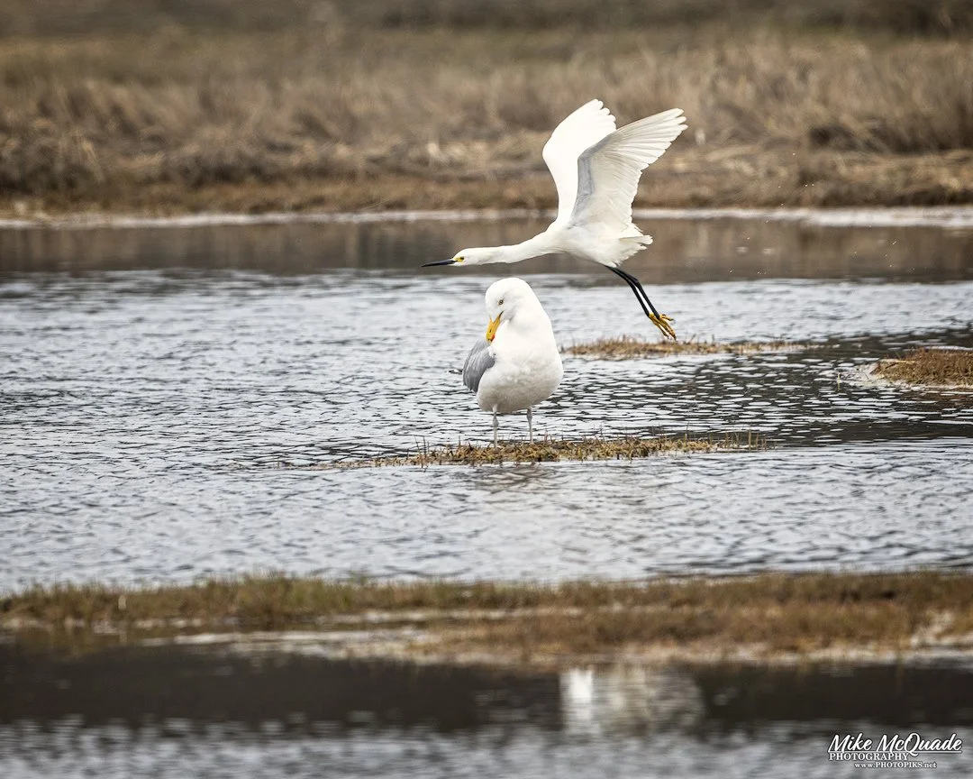 6580-SNOWY-EGRET-TAKES-FLIGHT