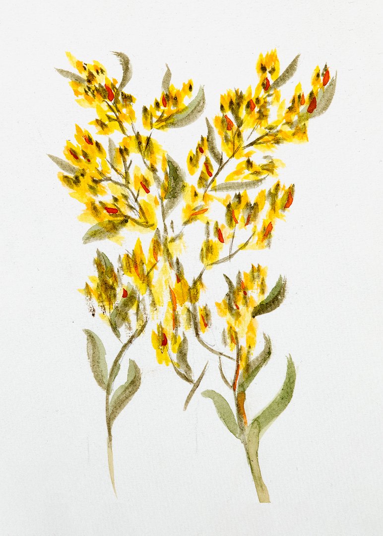 Yellow Weed