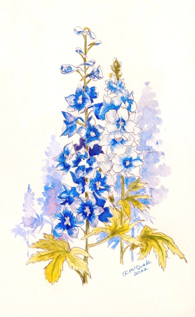 Delphinium Watercolor Painting by Stephanie McQuade