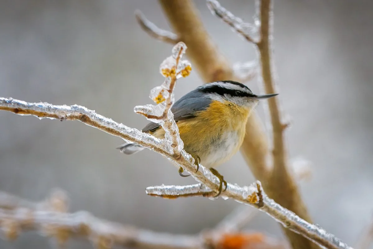 Red Breasted Nuthatch 