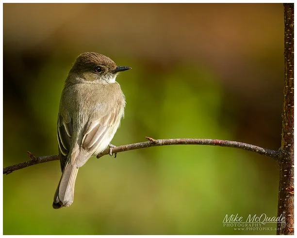 Fixated on Phoebes