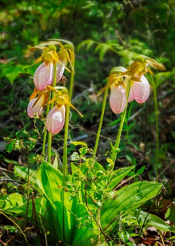 My Lady's Slippers
210607-0738
