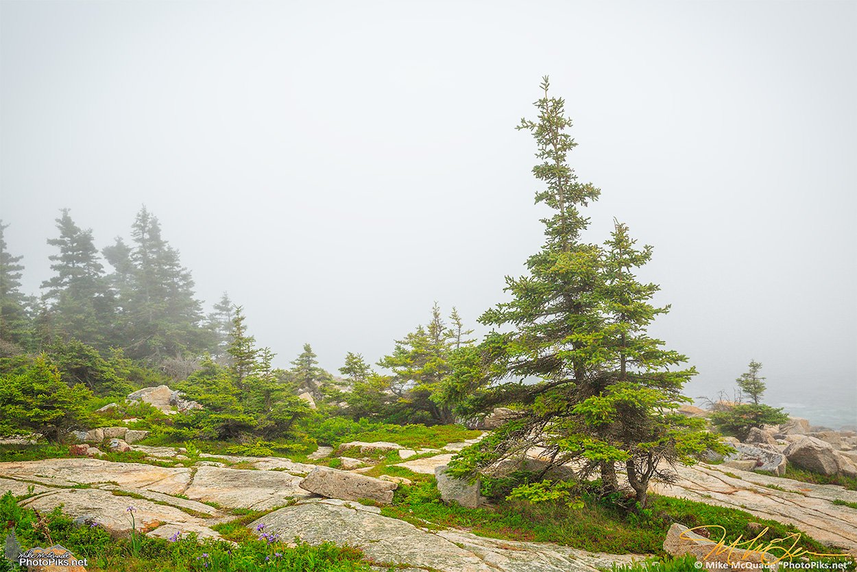 Coastal Fog at Schoodic Point
140702-8945