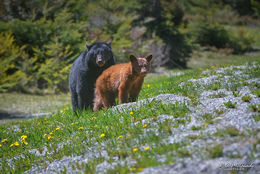 A bear sow ad her cinnamon colored cub wander through a meadow with wildflowers  in early May