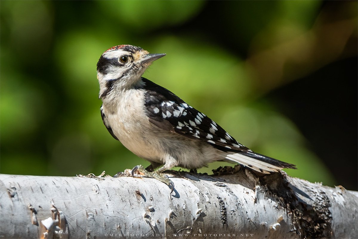 Female Downy Woodpecker