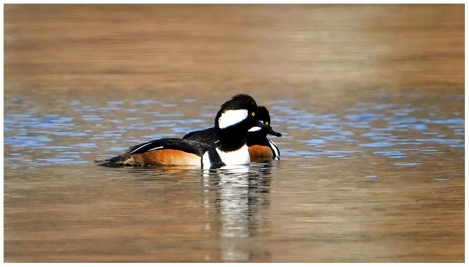 2788-TWO-MERGANSER-MALES
