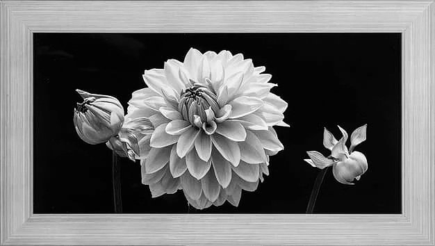 WEB-DAHLIA--6-FRAMED-%5B1080%4072%5D-sharpened.jpg