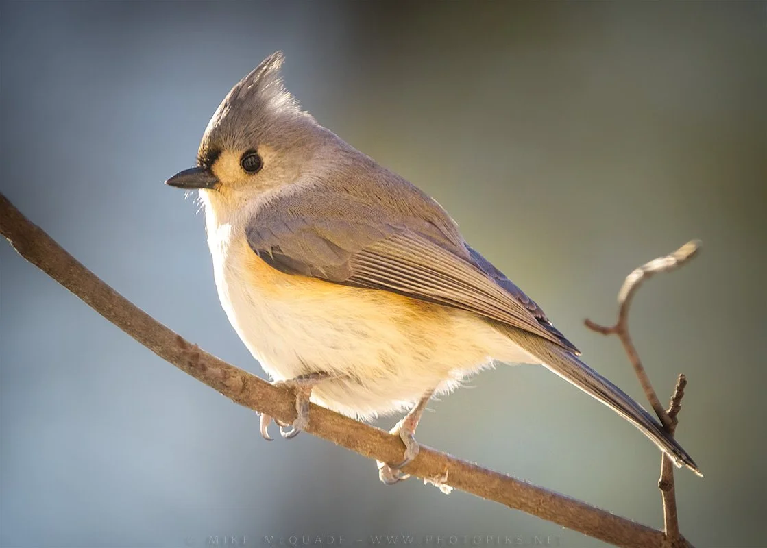 Tufted Titmouse at Sunrise