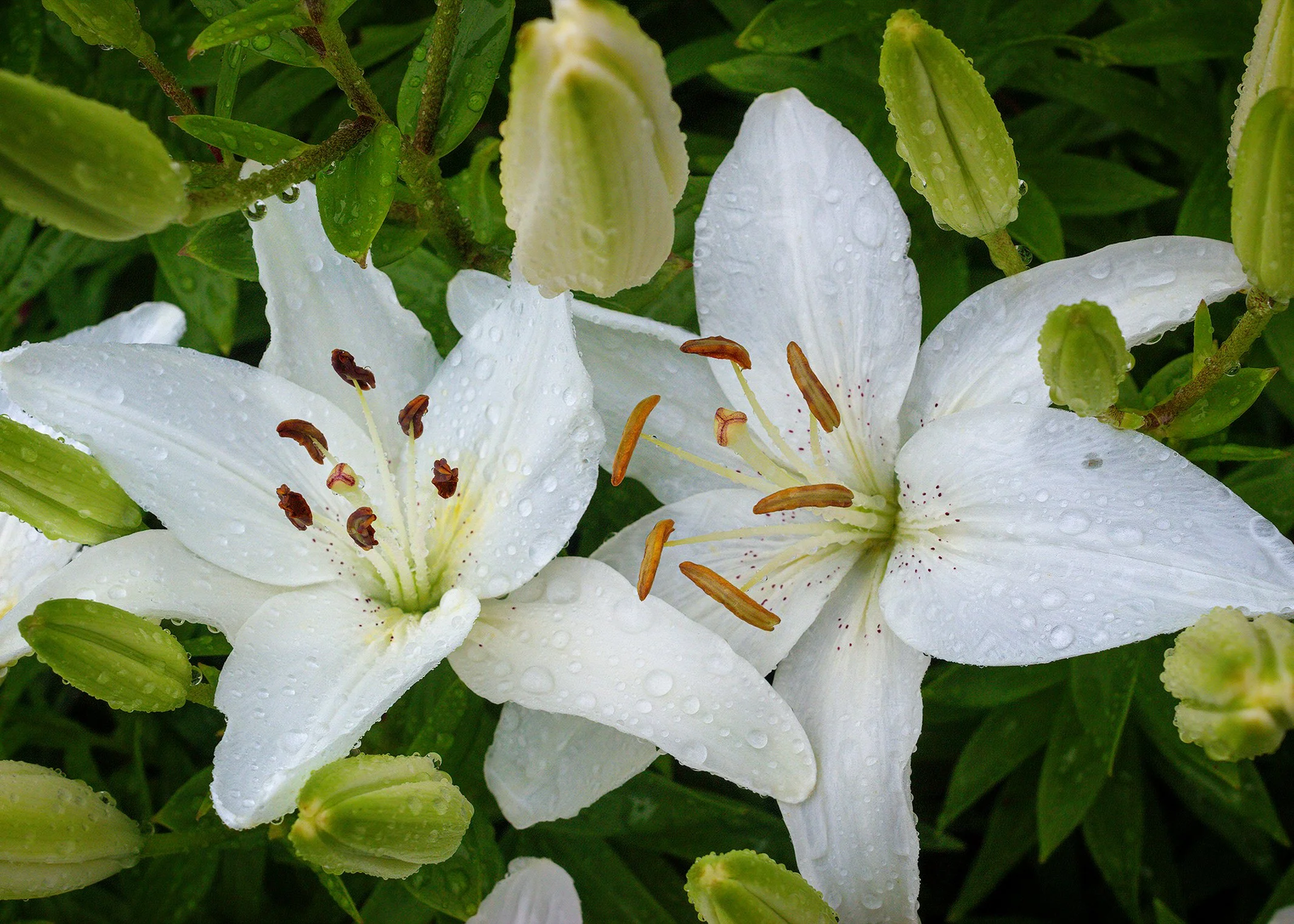 Two White Lilies
230702-0947