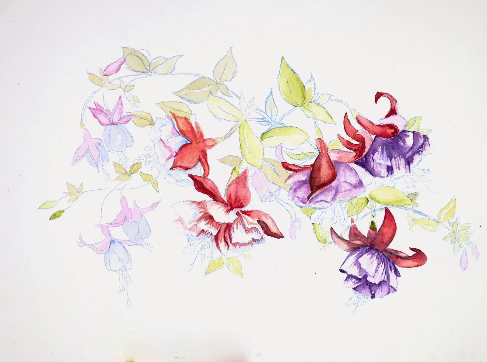 Fuchsia - Test image for a future Class Project