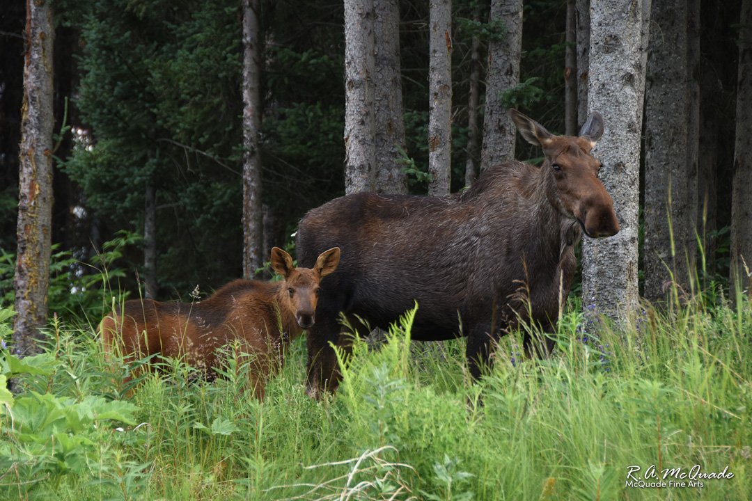 A moose and her calf at the edge of the forest
