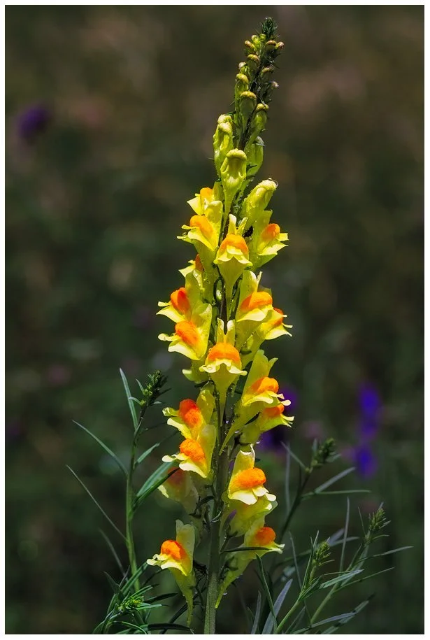 Butter & Eggs Toadflax
220617-2166