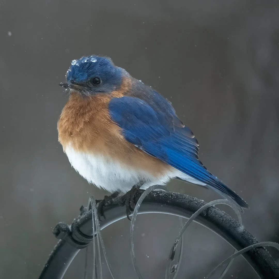 Blue Bird Waiting