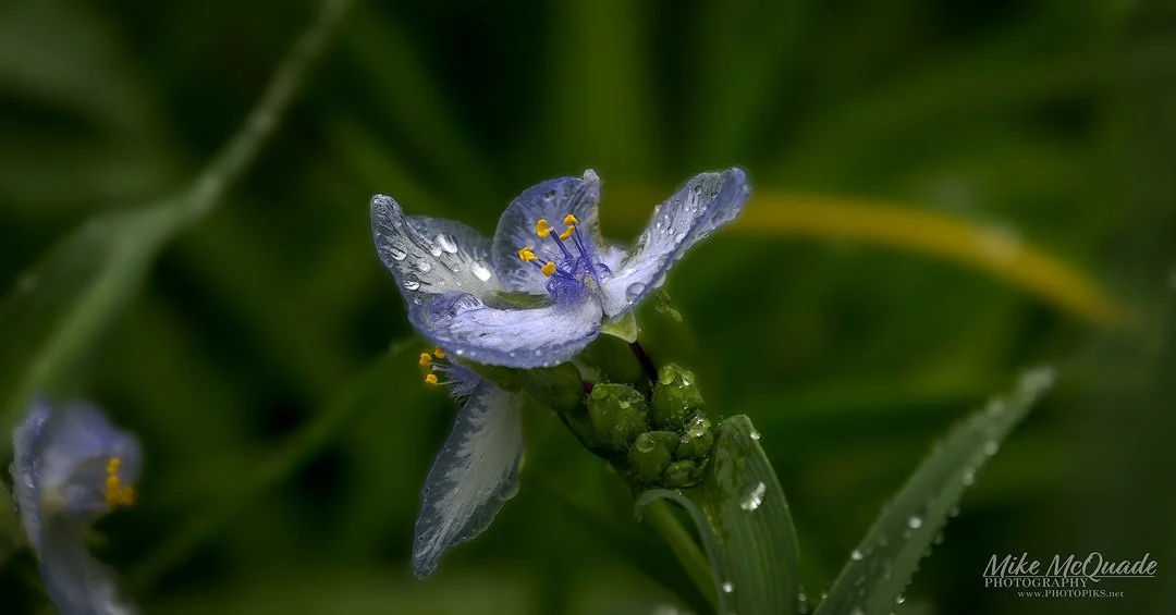 Spiderwort - Light Blue
240527-3900