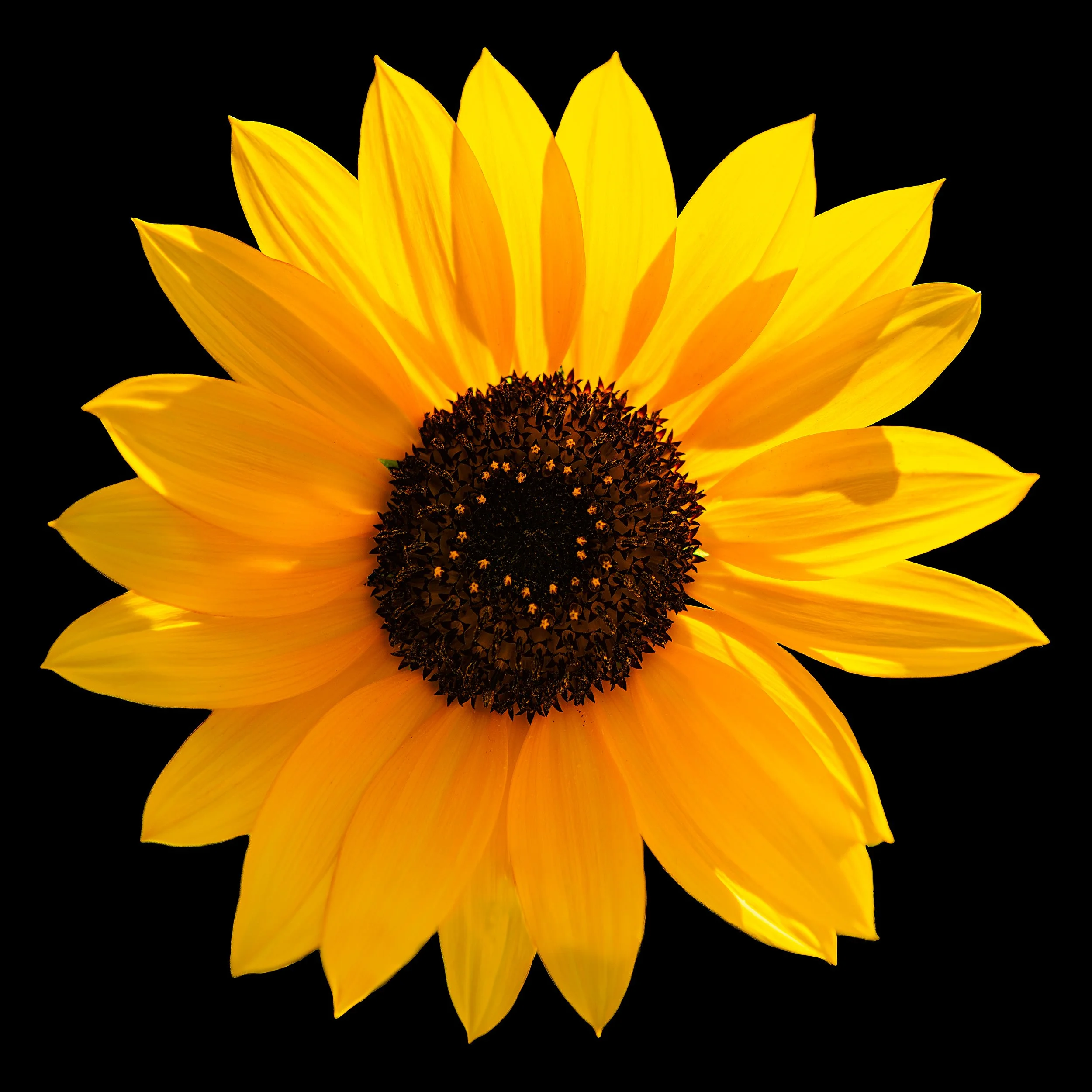 BACKLIT-SUNFLOWER-[26sq@300]-84th-annual-lraa-220828-1853133-copy.jpg