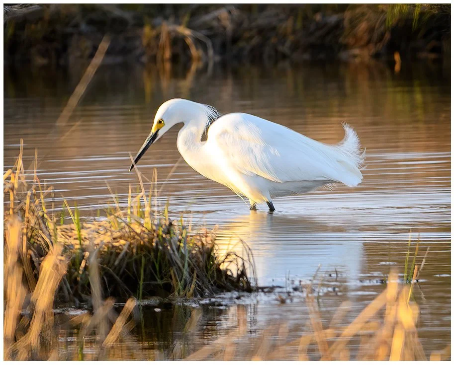 4502-Snowy-Egret-Hunting