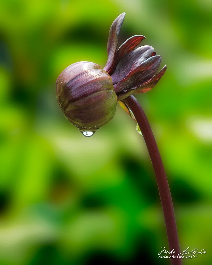 Coming Soon (Dahlia)