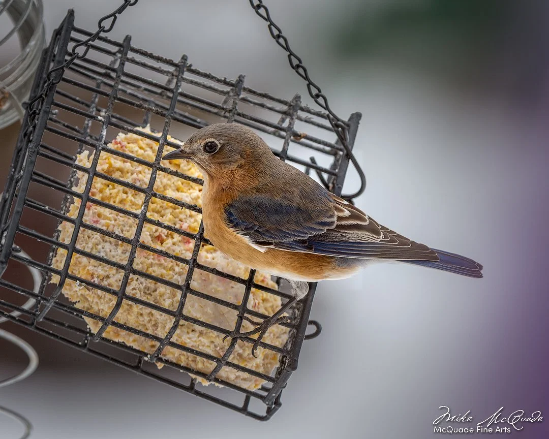 Carolina Wren