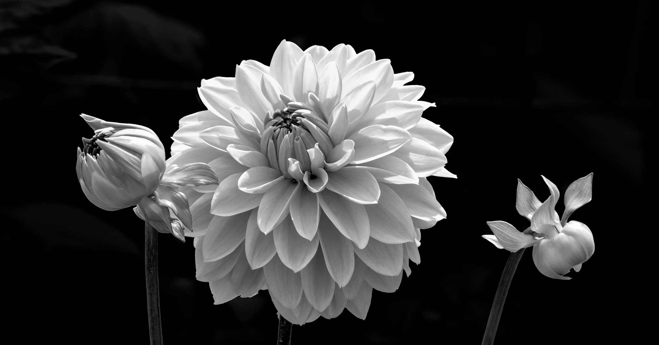 DAHLIA-_6-[24X12@160]-MONO.jpg