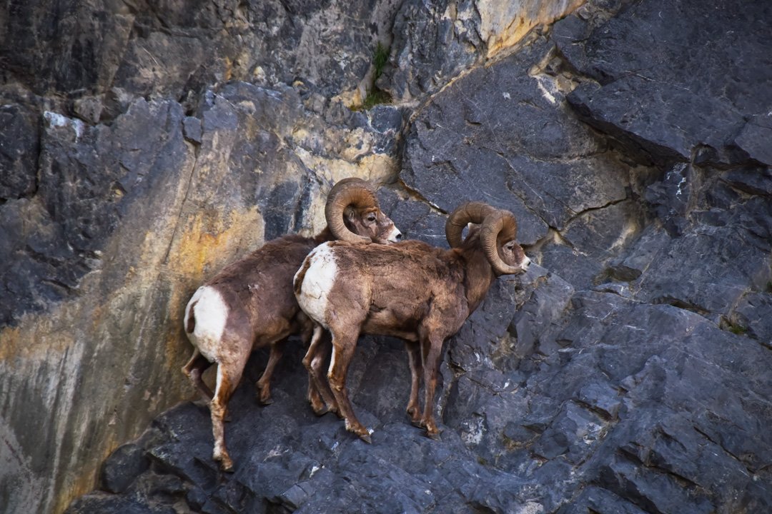 Dahl sheep stand on the side of a ledge contemplating their next move