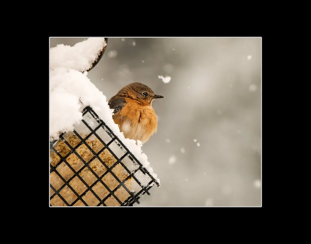 BLUEBIRD CONTEMPLATIONS [10X8 IN 11X14 BLACK MATTE].jpg