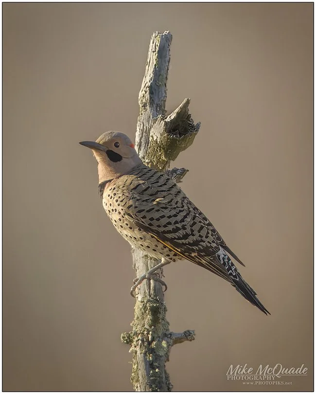Northern Flicker