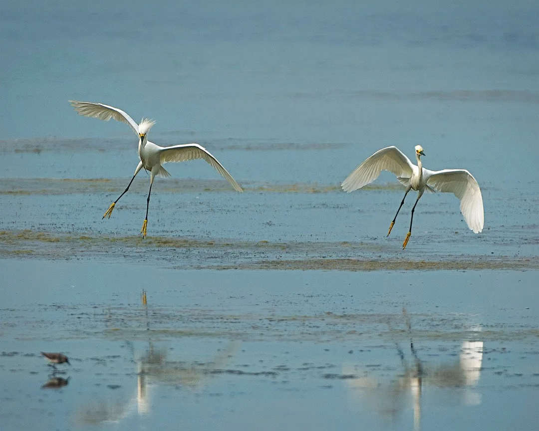 Synchronized Landing