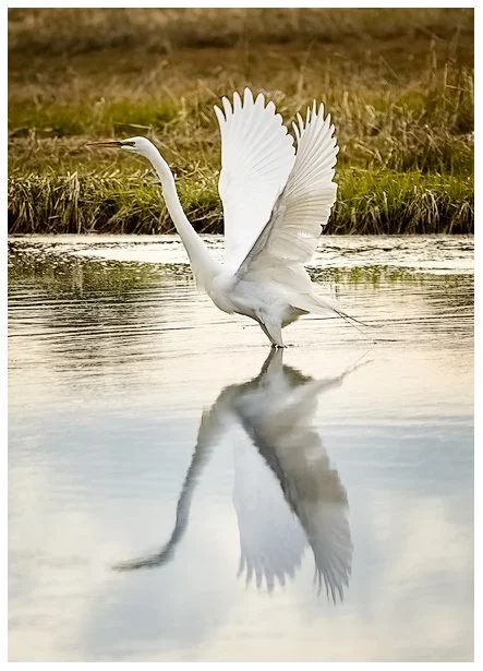 3635-Greater-Egret-Wings-Open