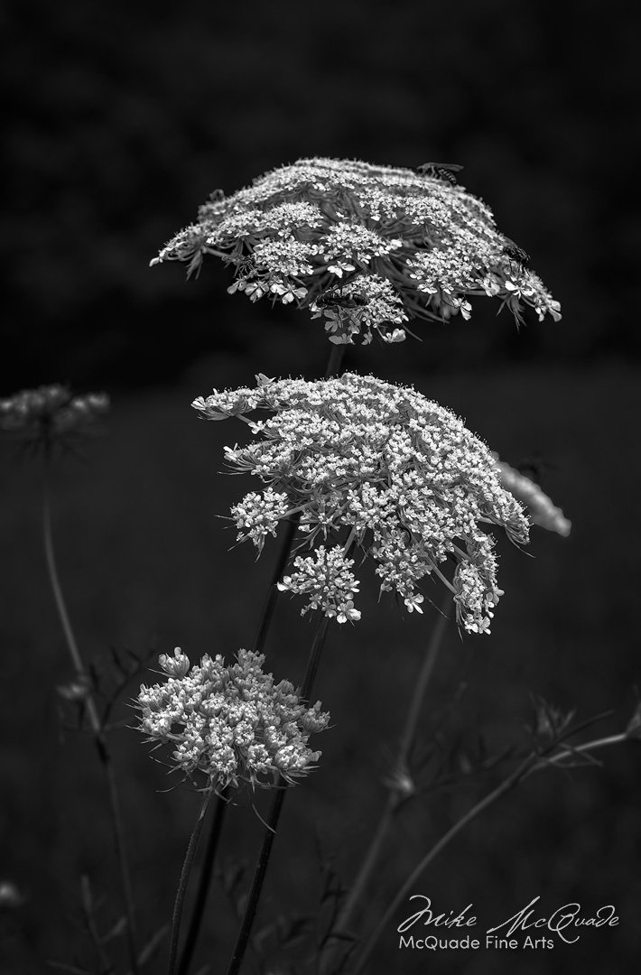Queen Anne's Lace
240718-4870