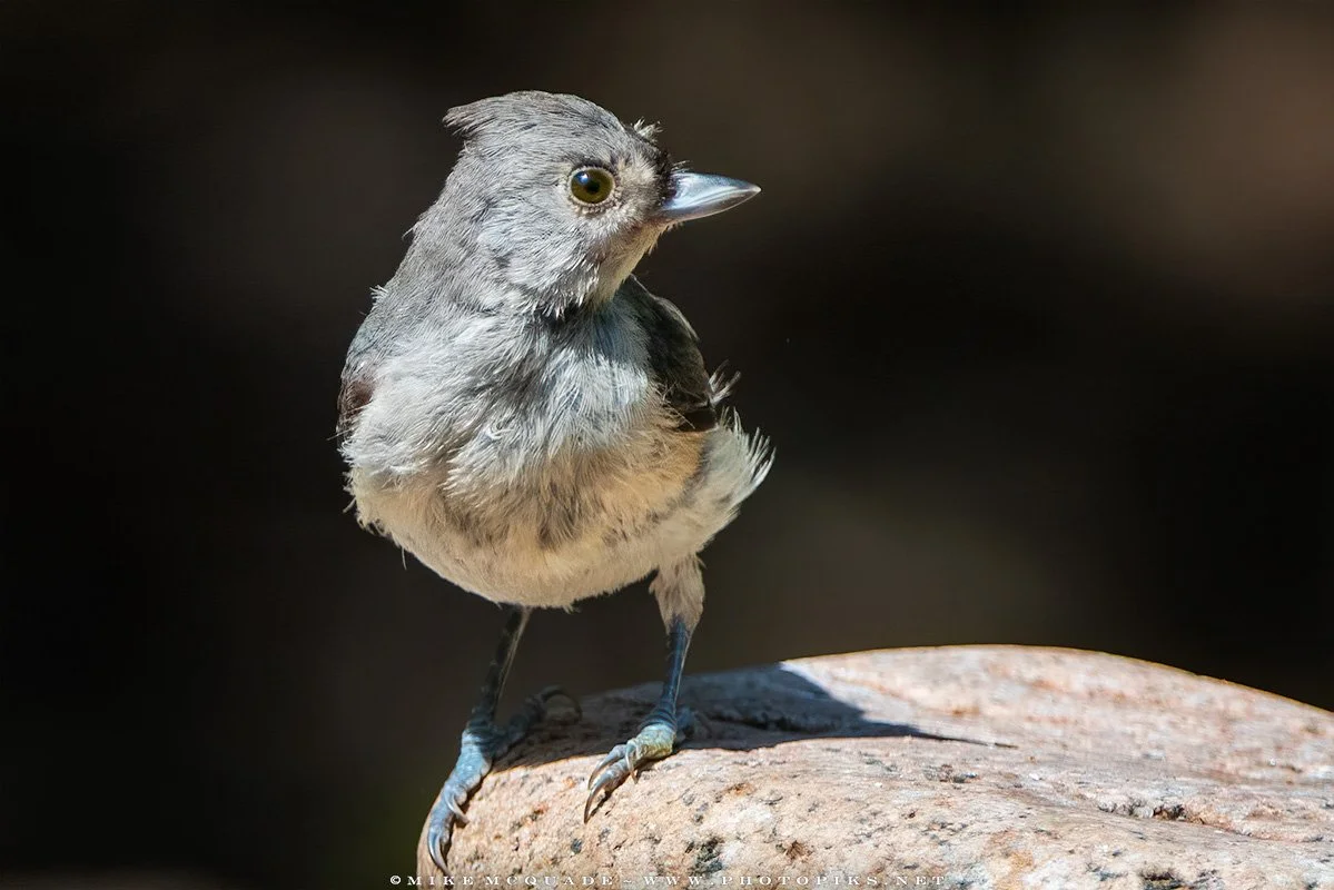 Juvenile Tufted Titmouse