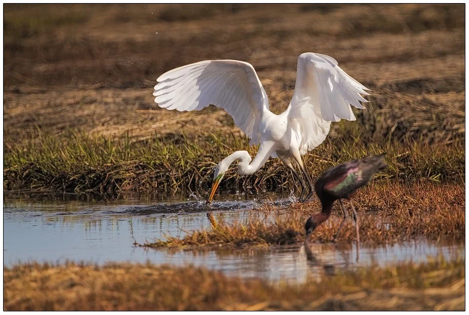 6314-Great-Egret-Hunting