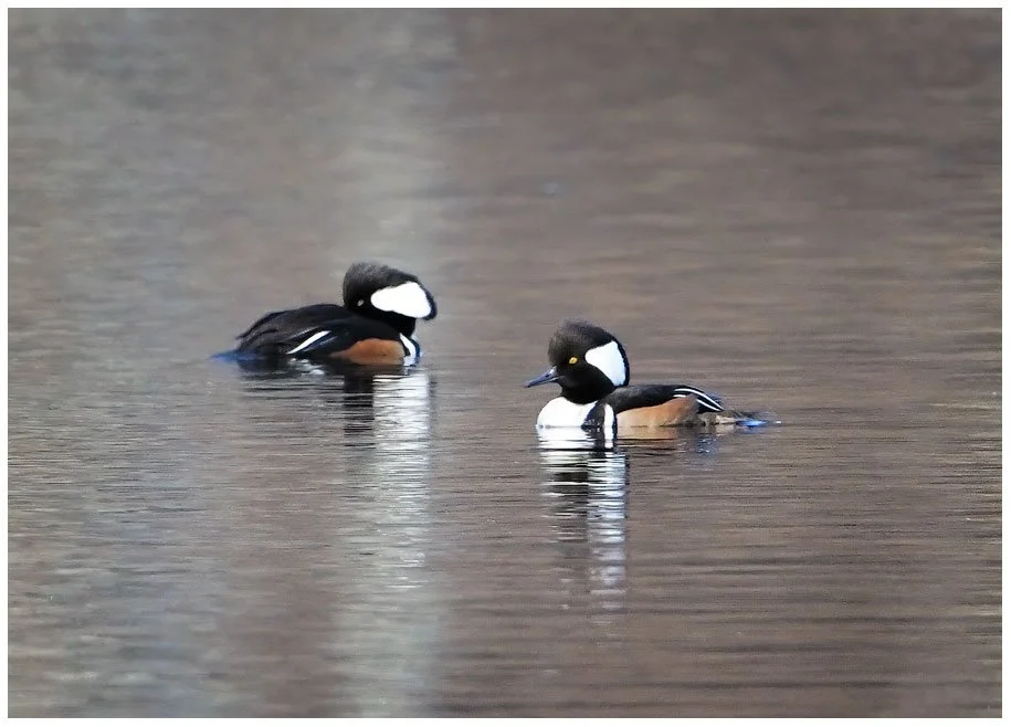 2775 - Male Mergansers