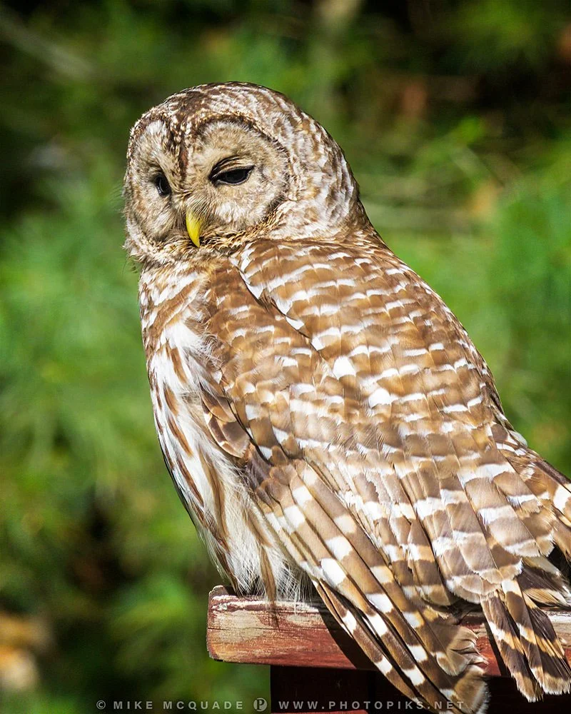 Barred Owl on Railing