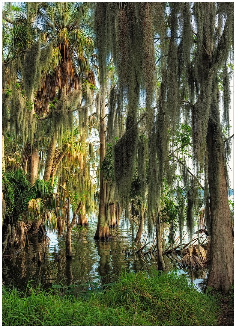 Lake Hancock Shoreline, Lakeland, FL
200302-5226