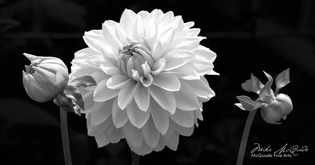 Dahlia #6-Mono
18a1671