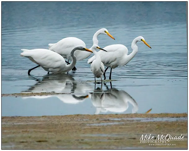 3874-Juvenile-Egrets