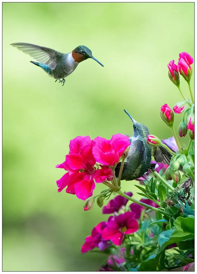 Ruby Throated Hummingbirds 6650