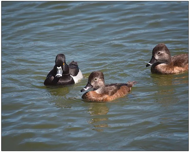 1865-RING-NECK-DUCKS
