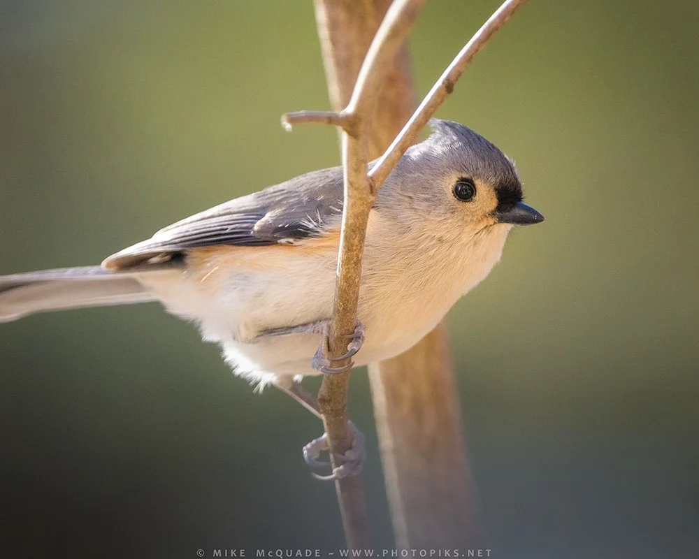 Tufted Titmouse in Morning Light