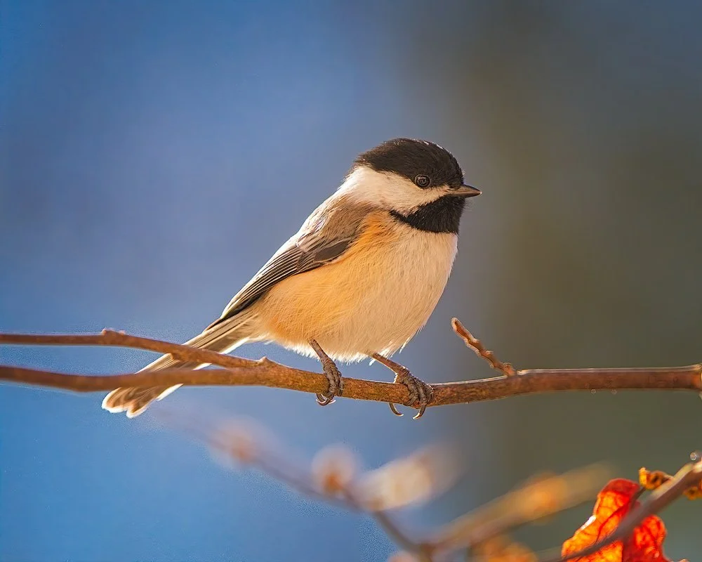 Black Capped Chickadee