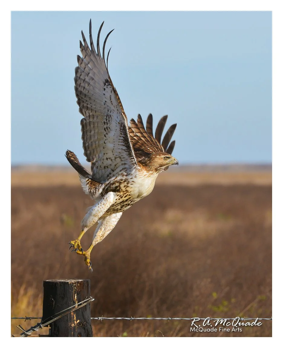 RED-TAIL-HAWK-TAKE-OFF-[8X10@72].jpg