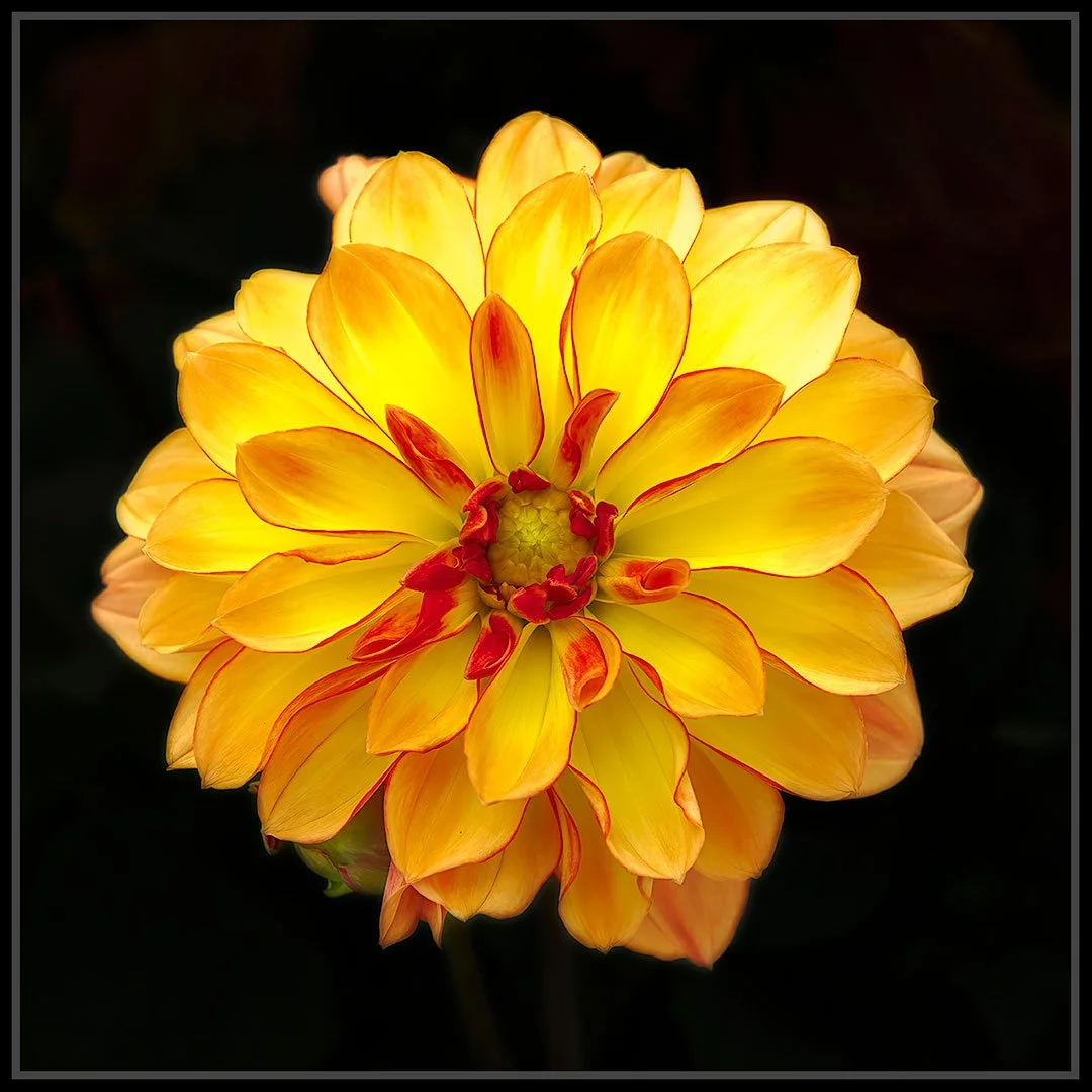 DAHLIA--04_16X16-FRAMED.jpg